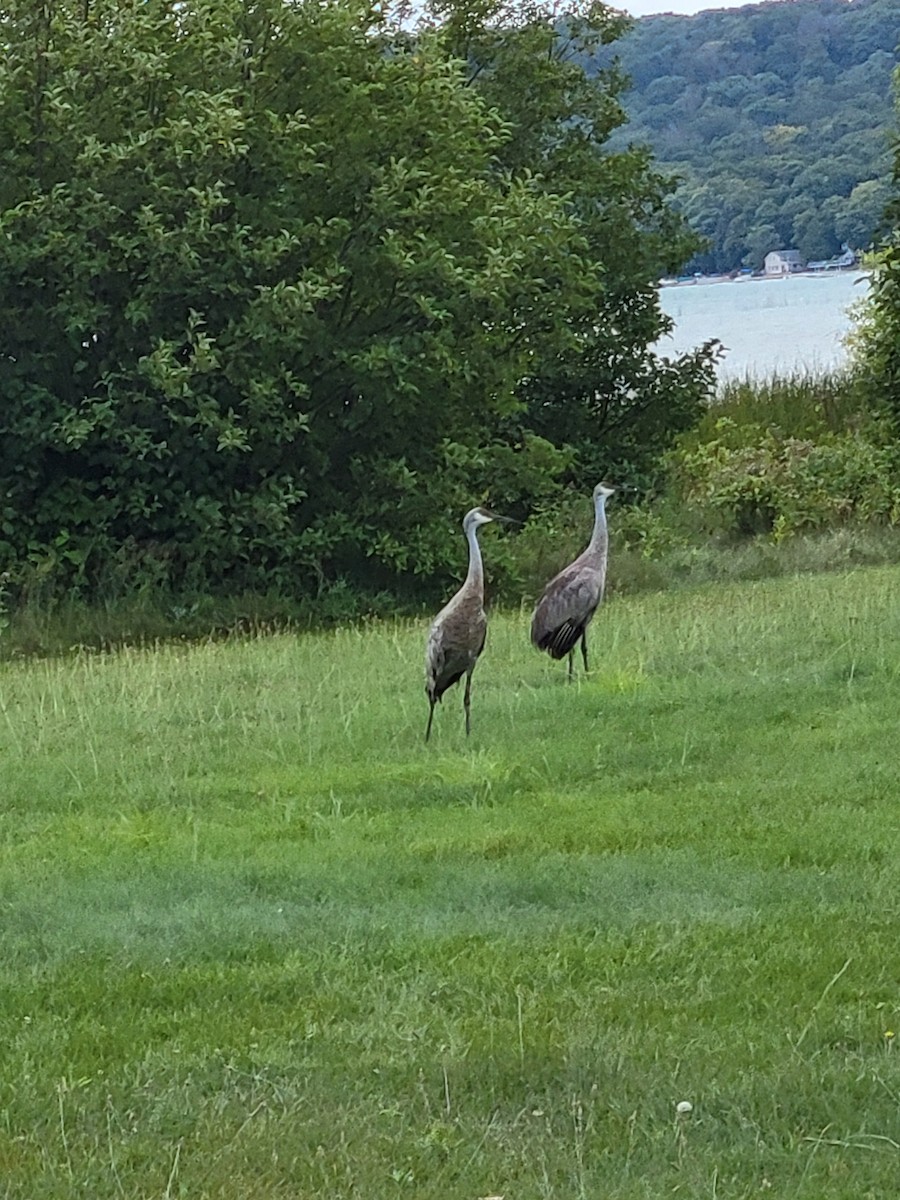 Sandhill Crane - ML623290266