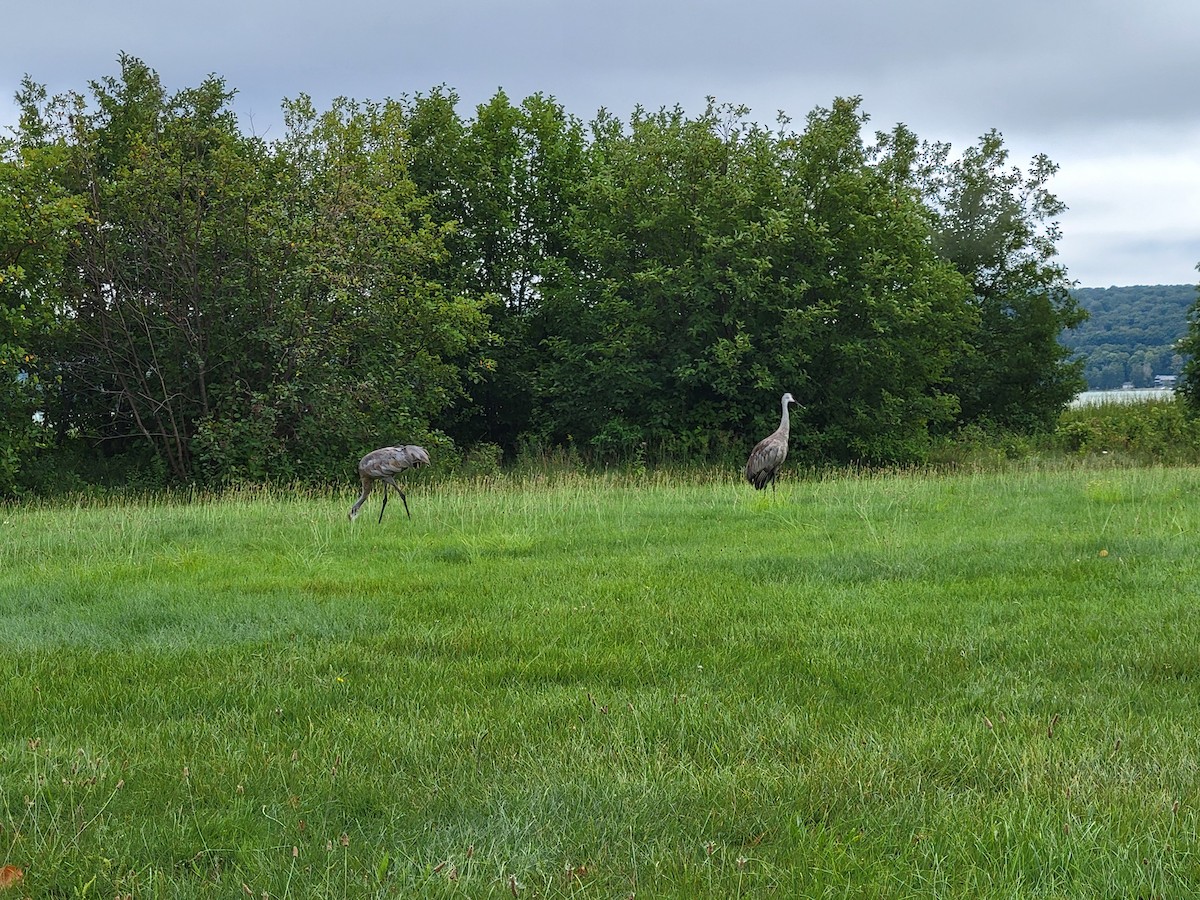 Sandhill Crane - ML623290267