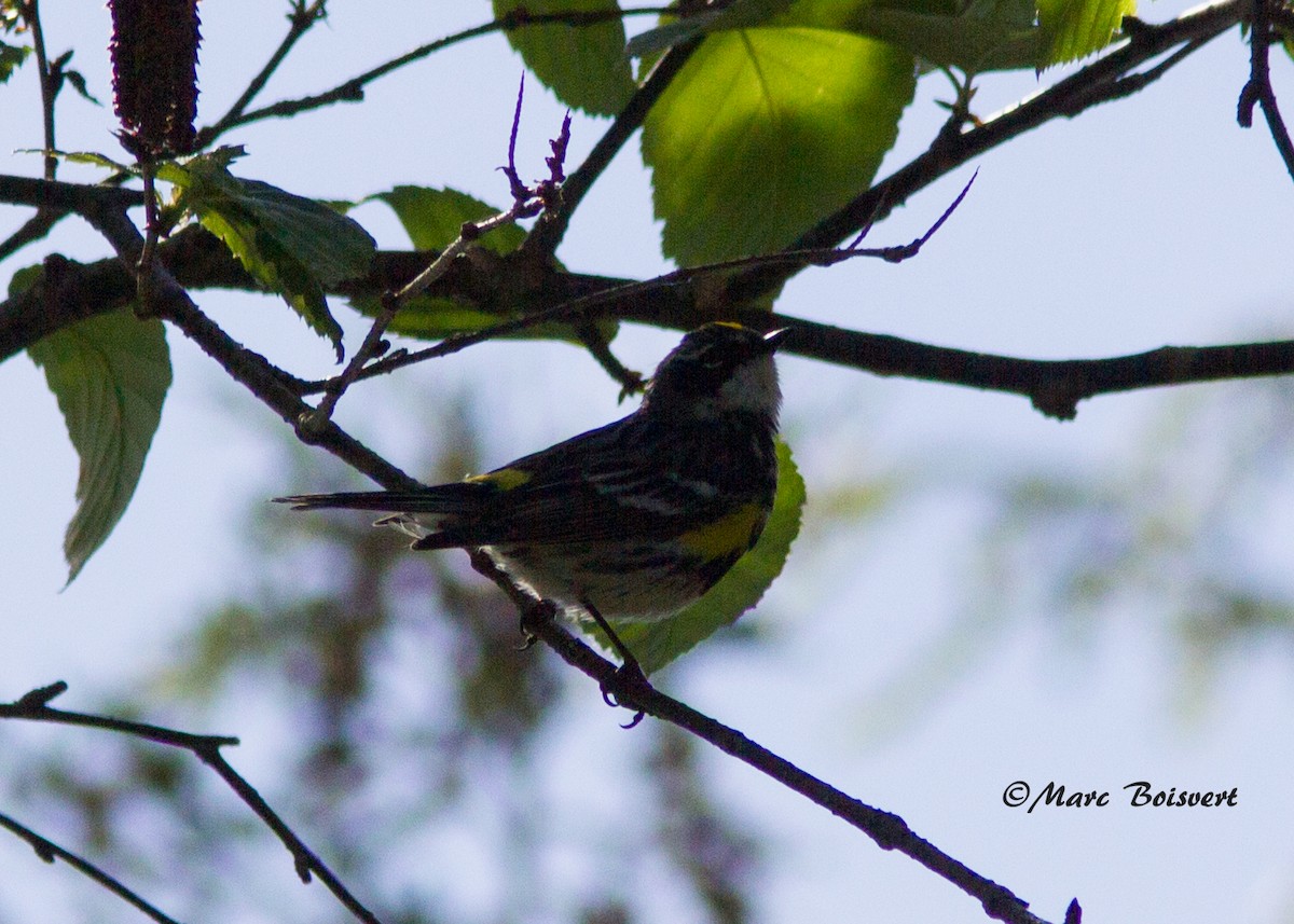 Yellow-rumped Warbler - ML62329031