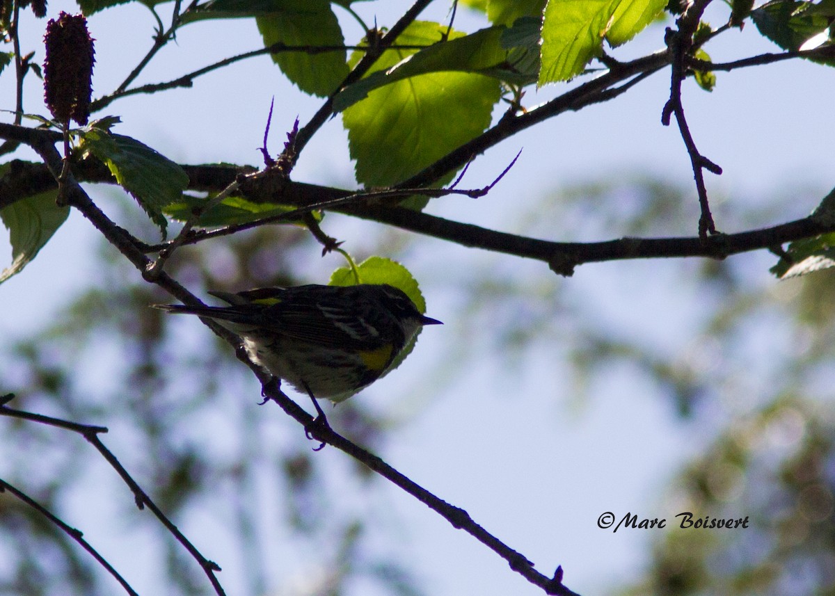 Yellow-rumped Warbler - ML62329041