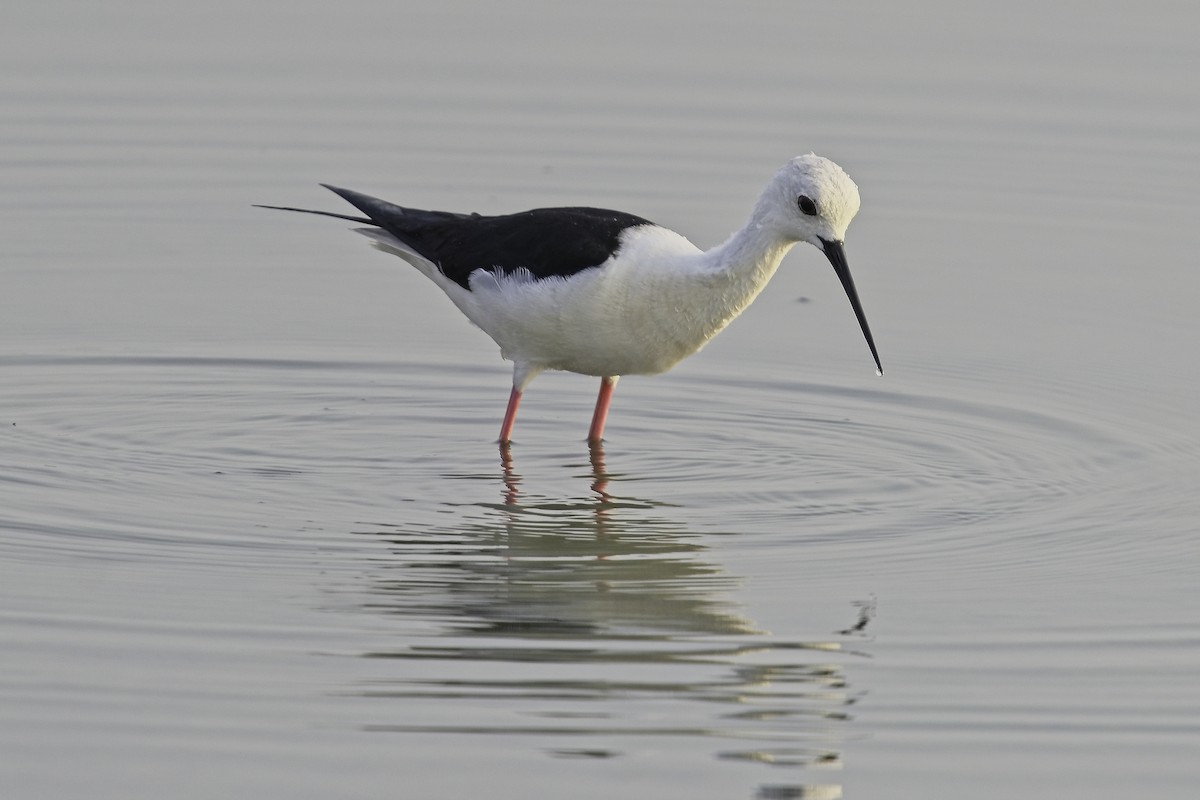 Black-winged Stilt - ML623290470