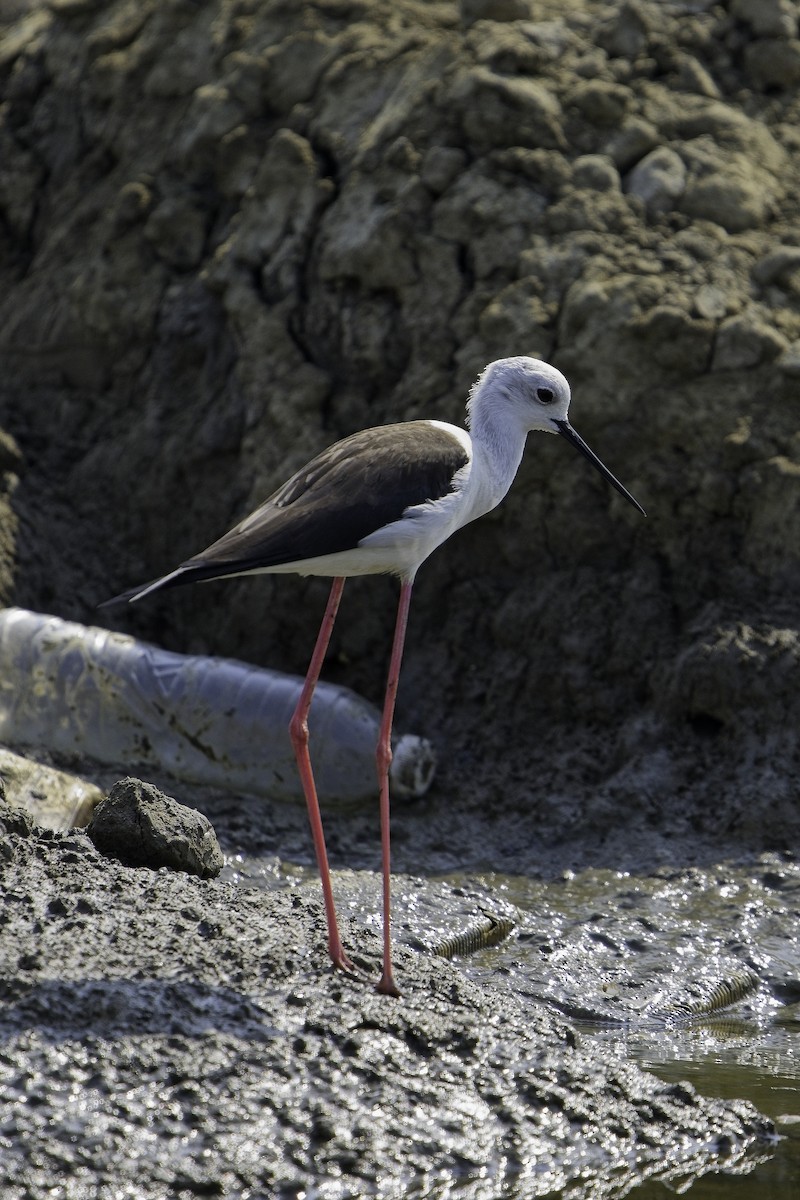 Black-winged Stilt - ML623290471