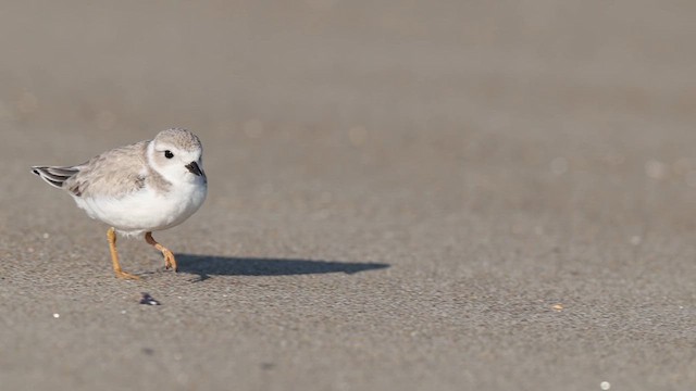 Piping Plover - ML623290523