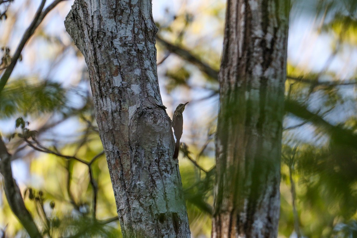 Streak-headed Woodcreeper - Karaleah Reichart Bercaw