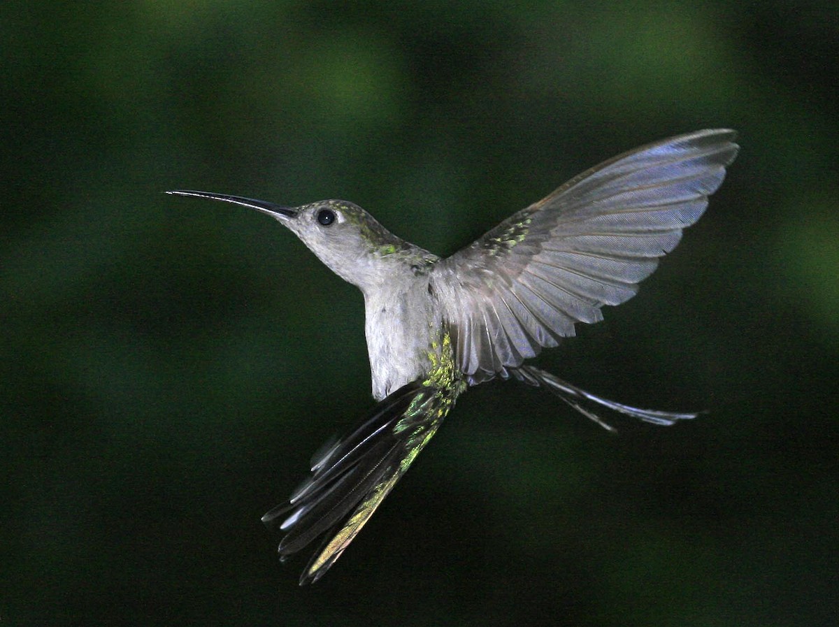 Gray-breasted Sabrewing - ML623290702