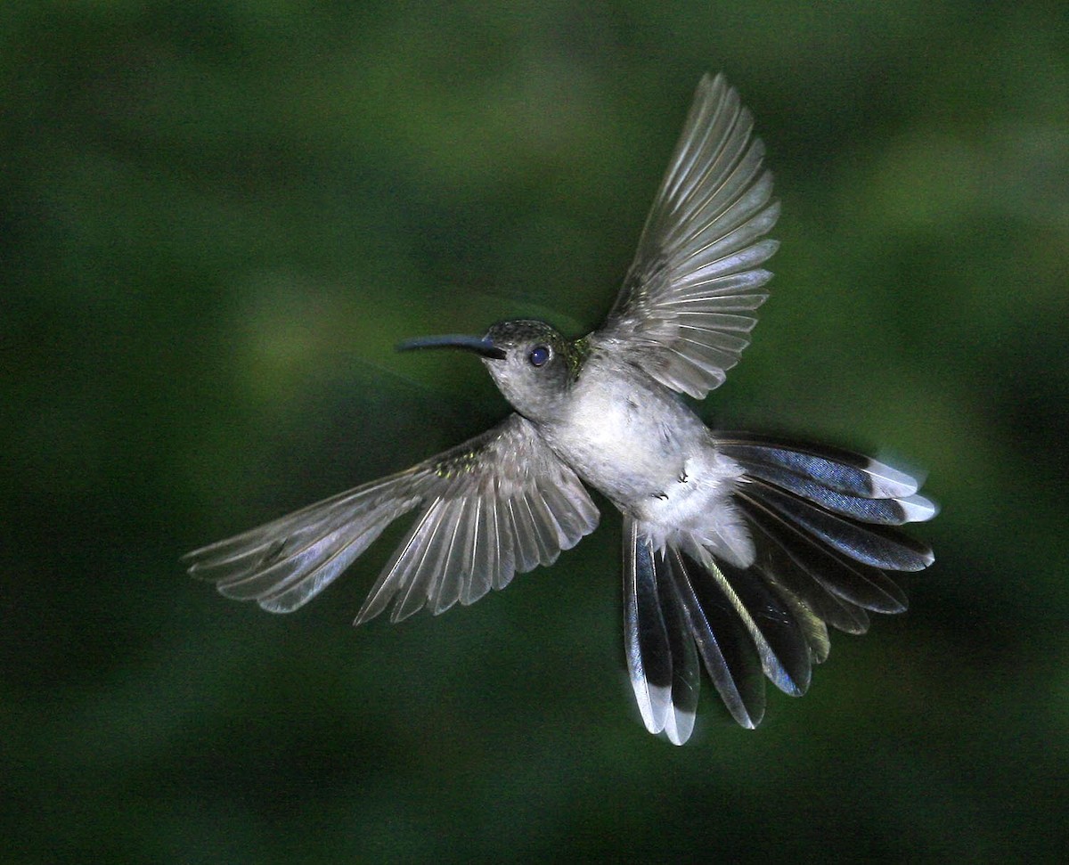 Gray-breasted Sabrewing - Martin Reid