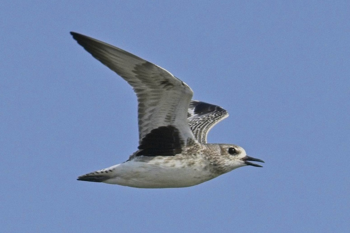 Black-bellied Plover - ML623290750