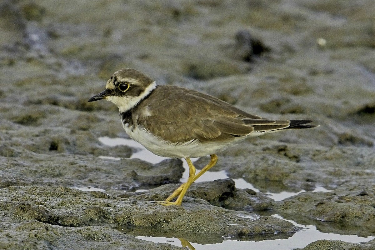 Little Ringed Plover - ML623290783