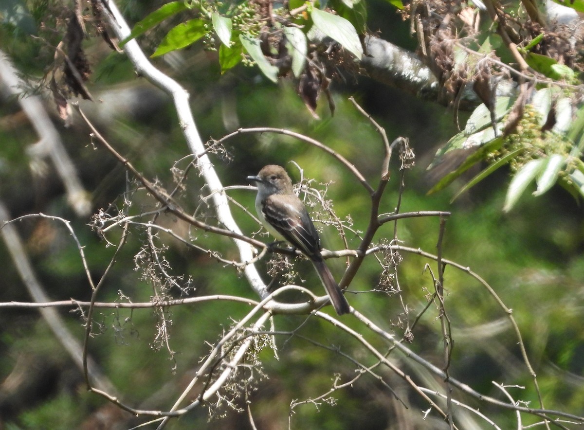 Pale-edged Flycatcher - ML623290815