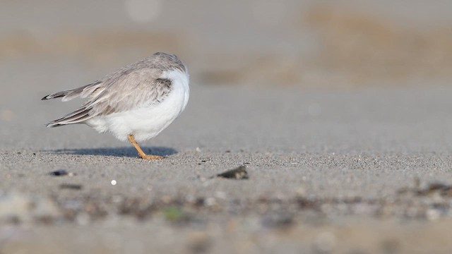 Piping Plover - ML623290830