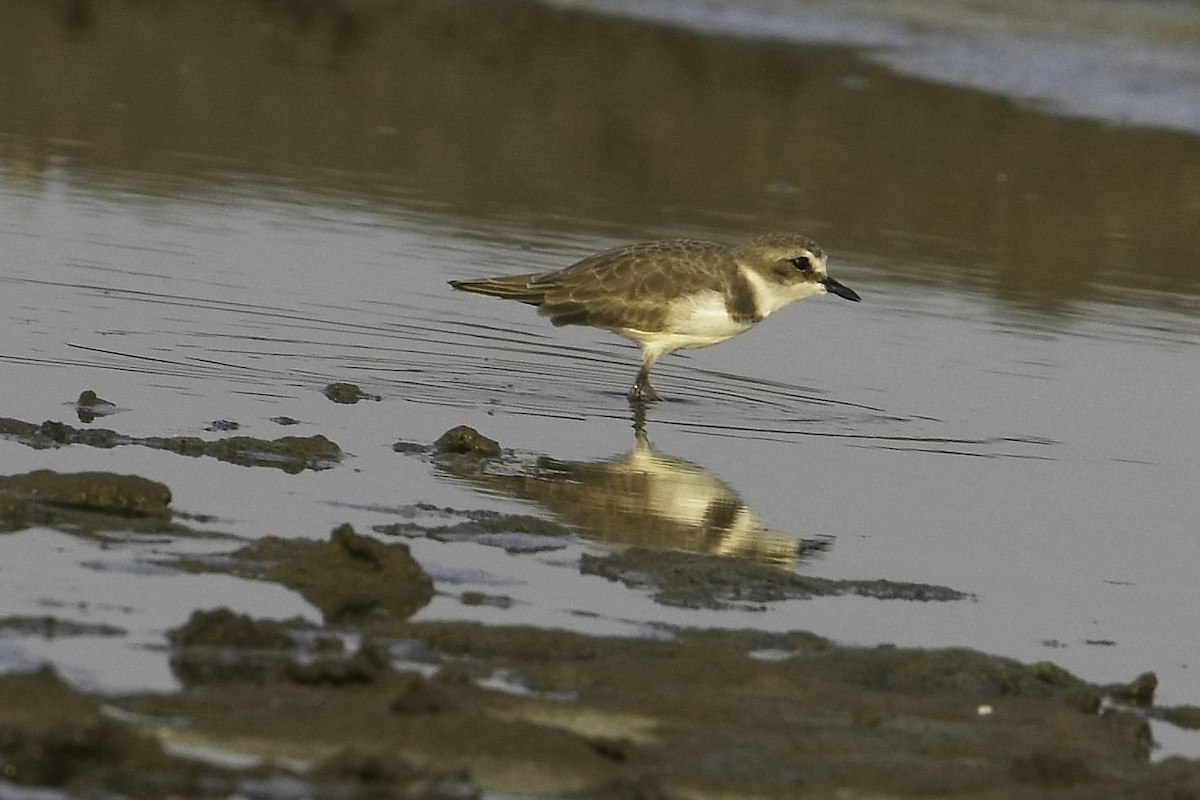 Kentish Plover - ML623290833