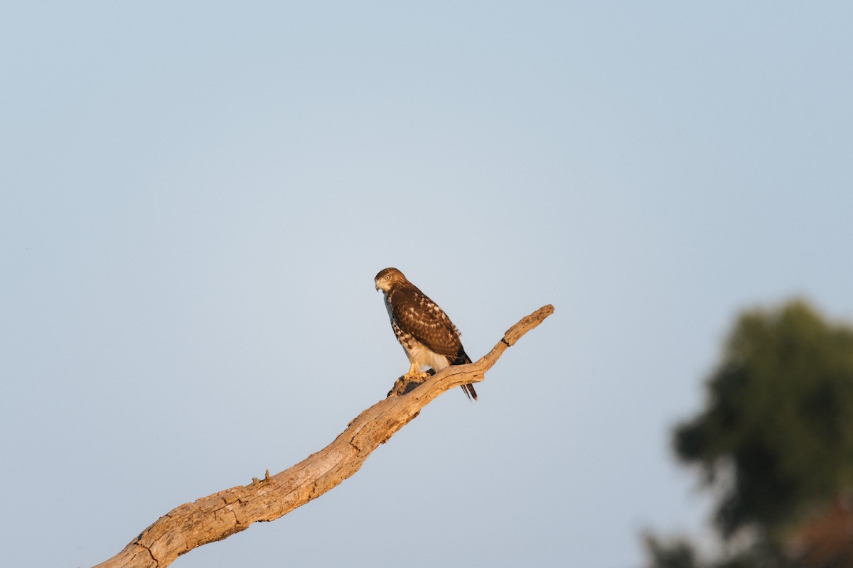 Red-tailed Hawk - ML623290837