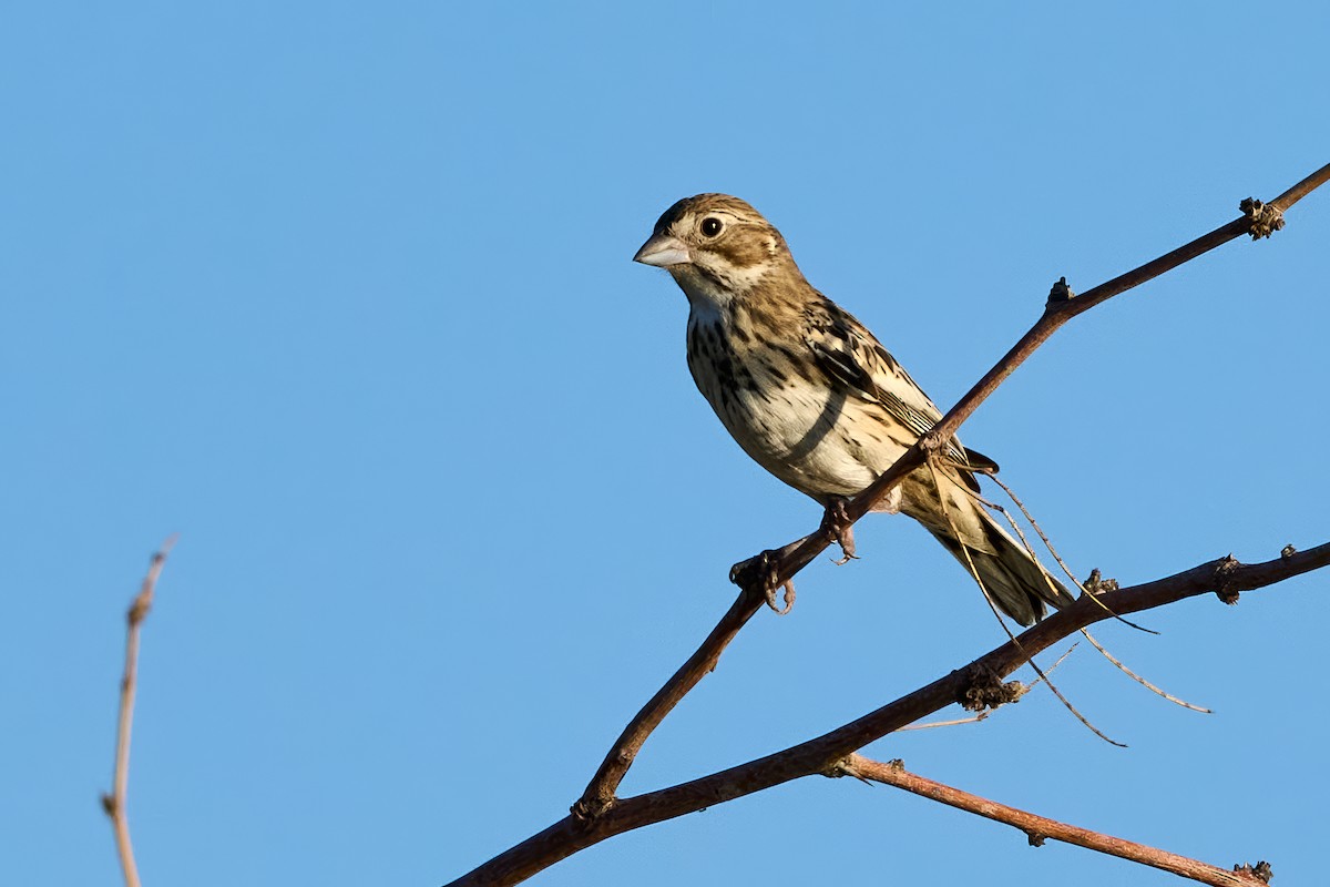 Lark Bunting - ML623290886