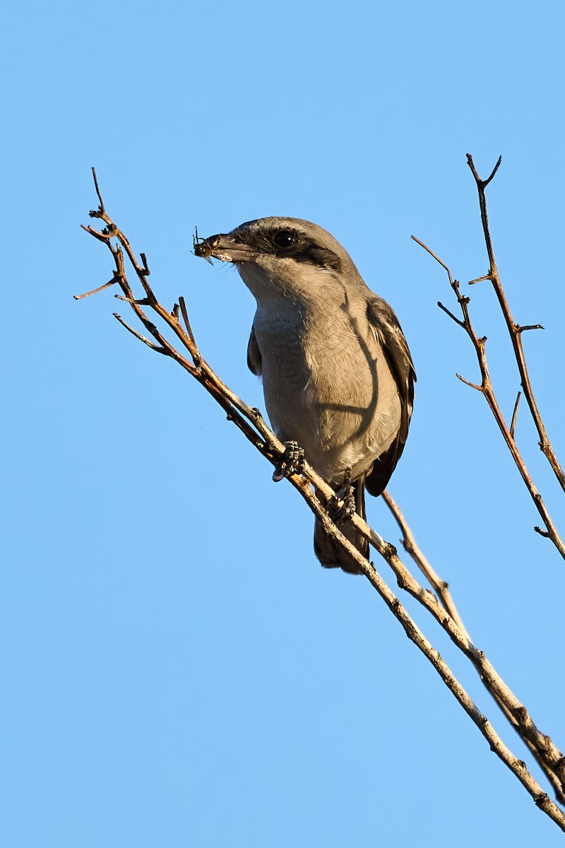 Loggerhead Shrike - ML623290924