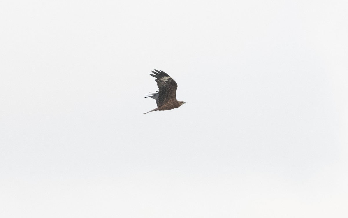 Black Kite (Black) - ML623290952