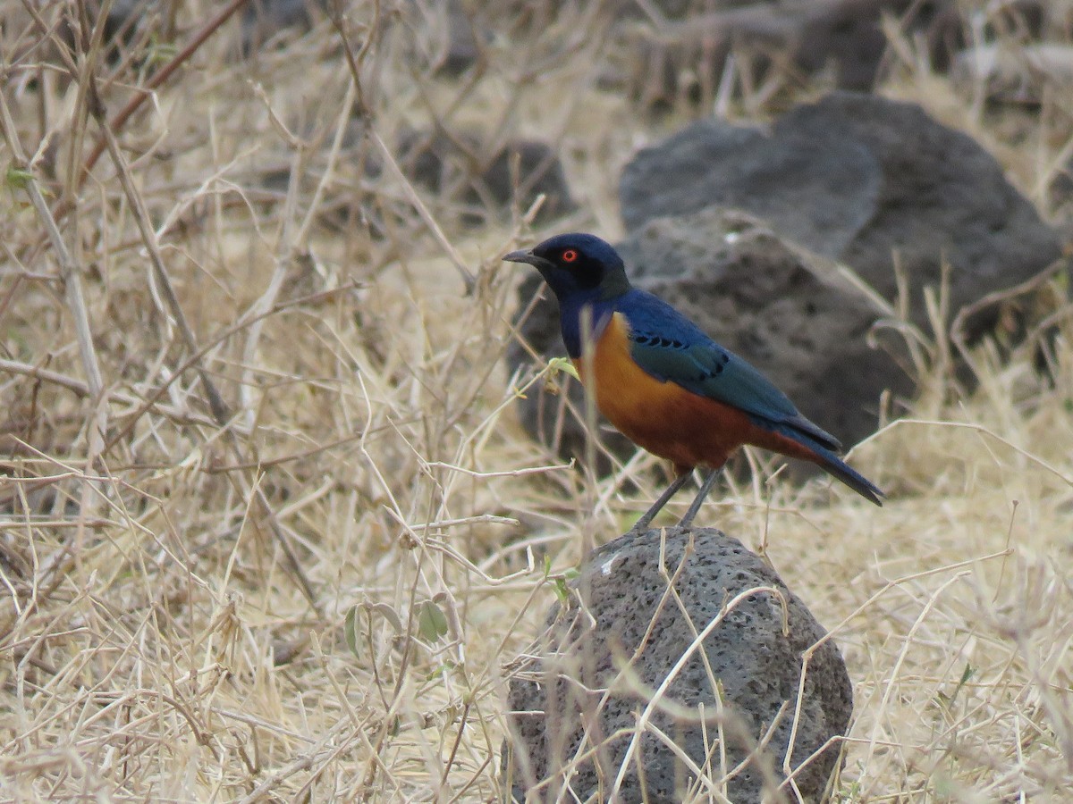 Hildebrandt's Starling - ML623291027