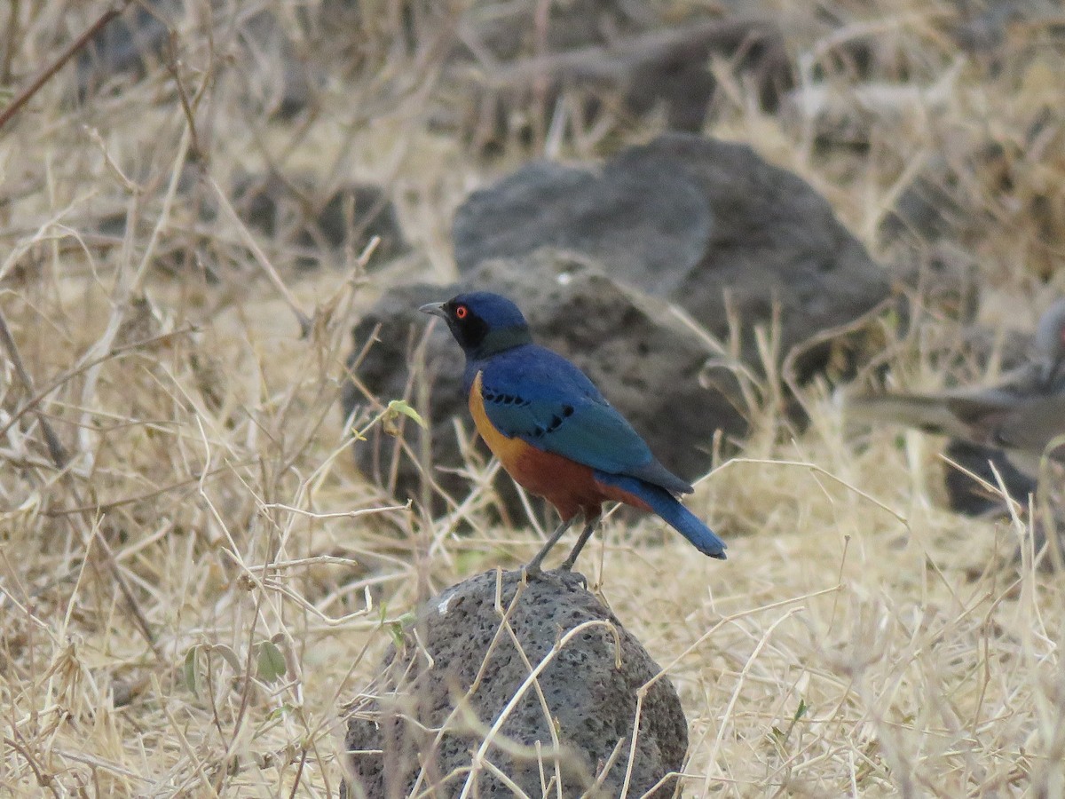 Hildebrandt's Starling - ML623291033