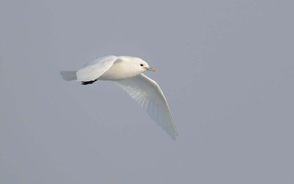 Ivory Gull - ML623291122