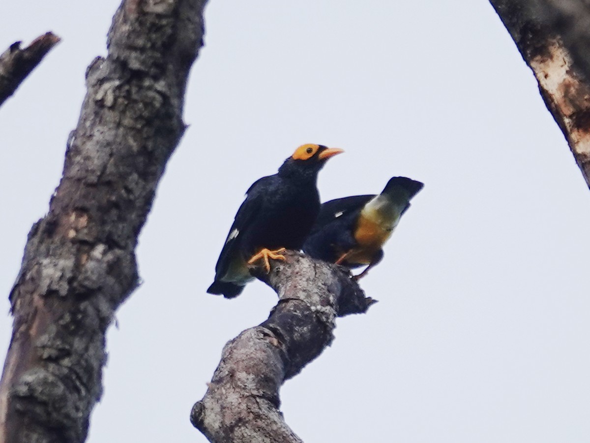 Yellow-faced Myna - ML623291137