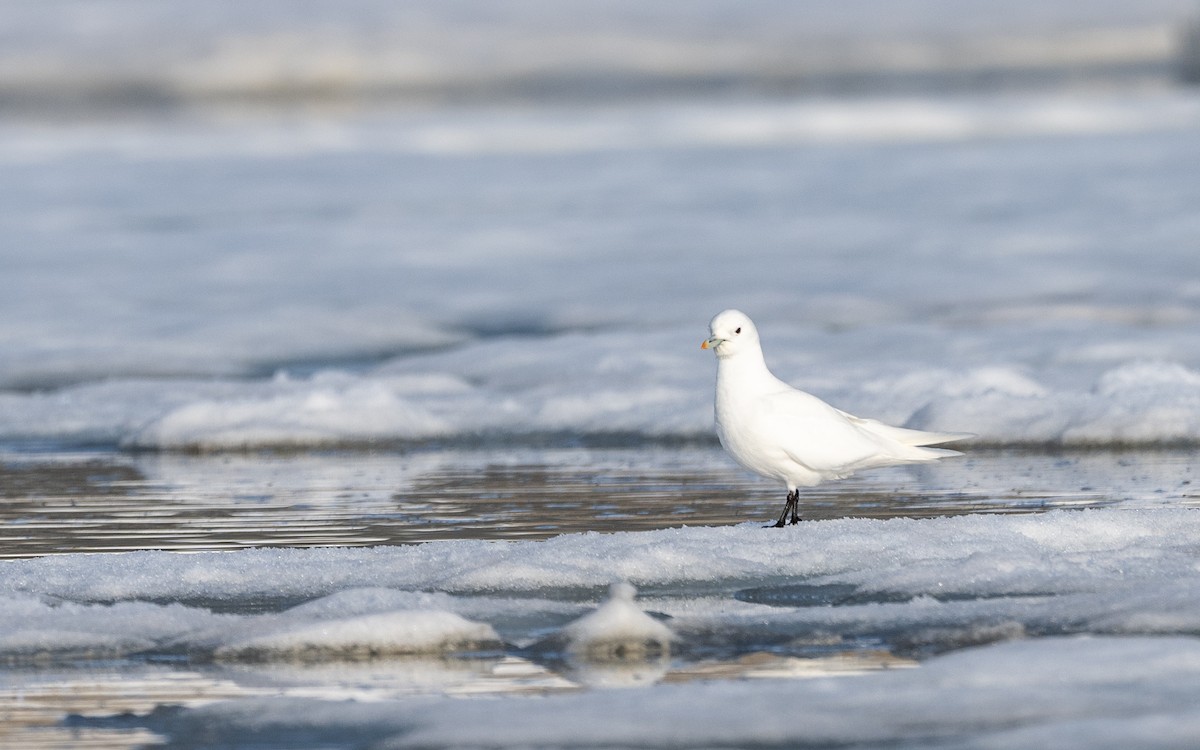 Ivory Gull - ML623291139