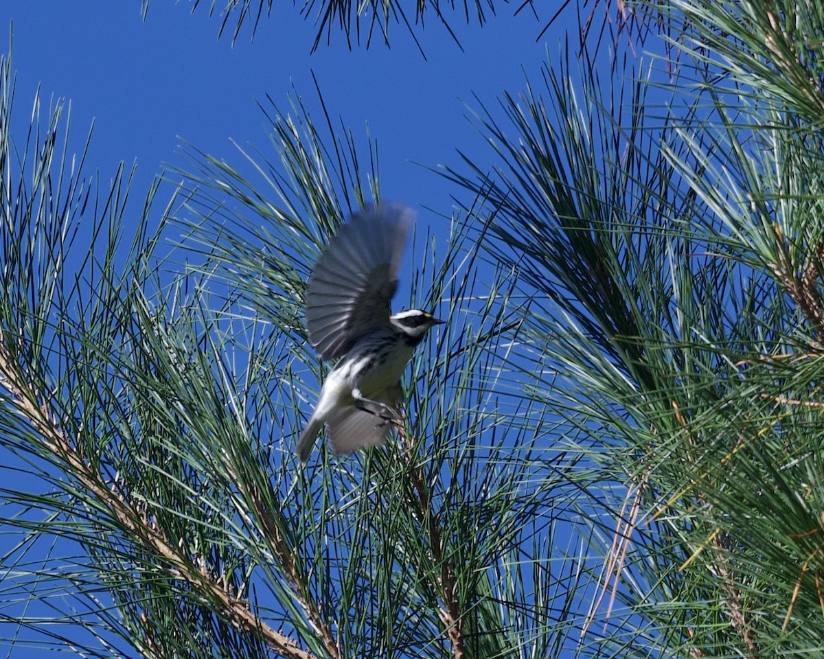 Black-throated Gray Warbler - ML623291256