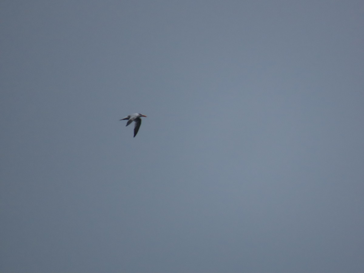 tern sp. - ML623291259