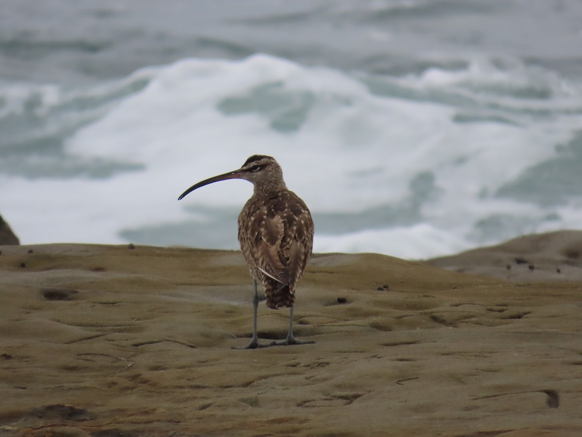 Whimbrel - ML623291289