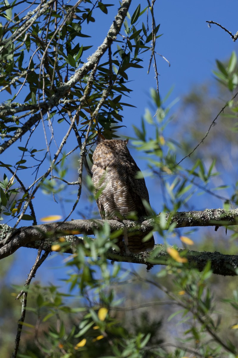 Great Horned Owl - Otto Olnes