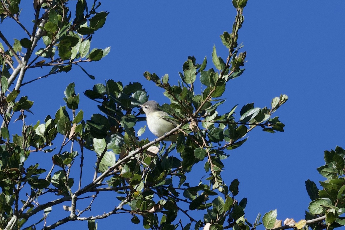 Warbling Vireo - ML623291316