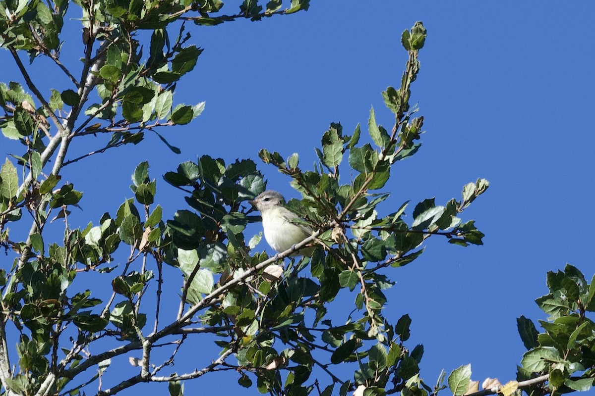 Warbling Vireo - ML623291317