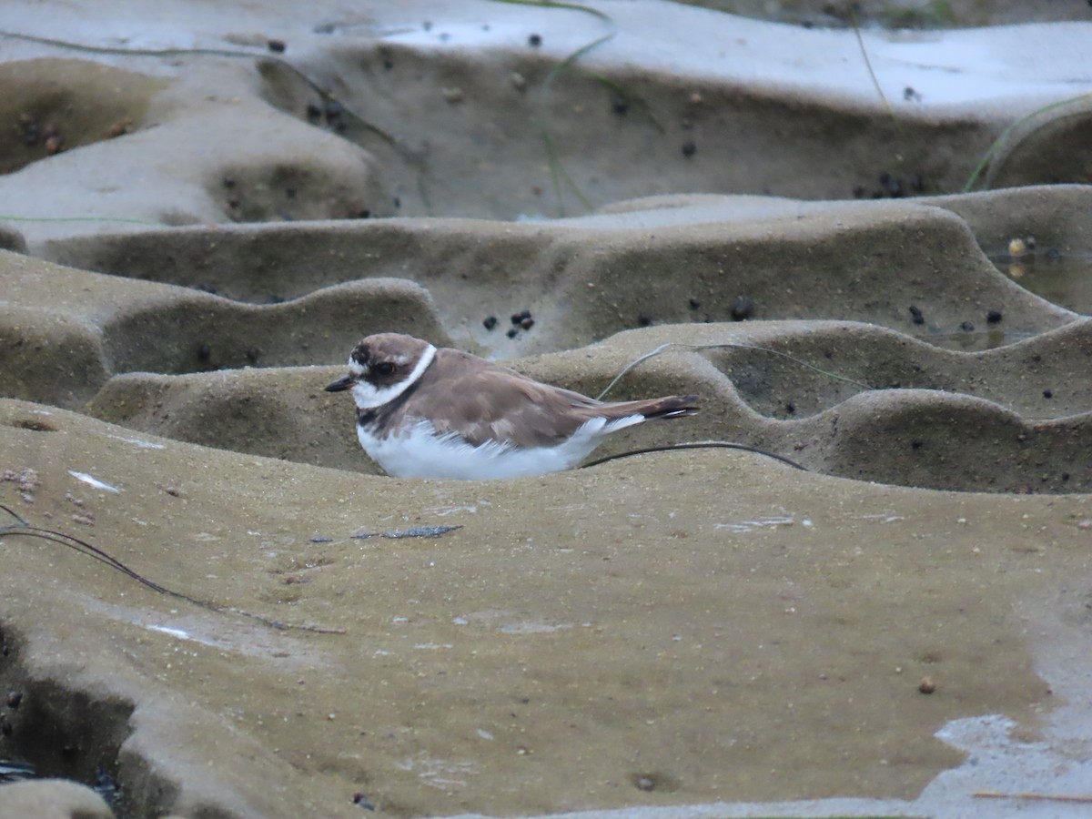 Semipalmated Plover - ML623291318