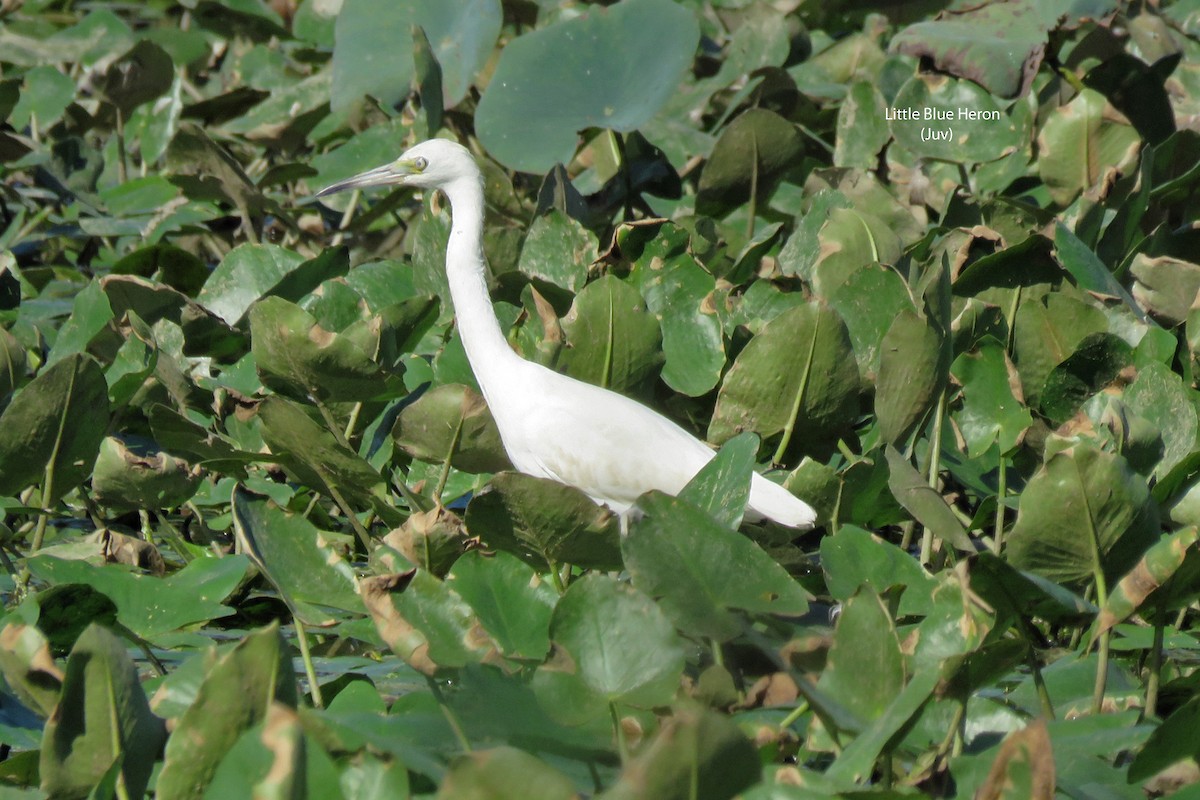 Little Blue Heron - ML623291334