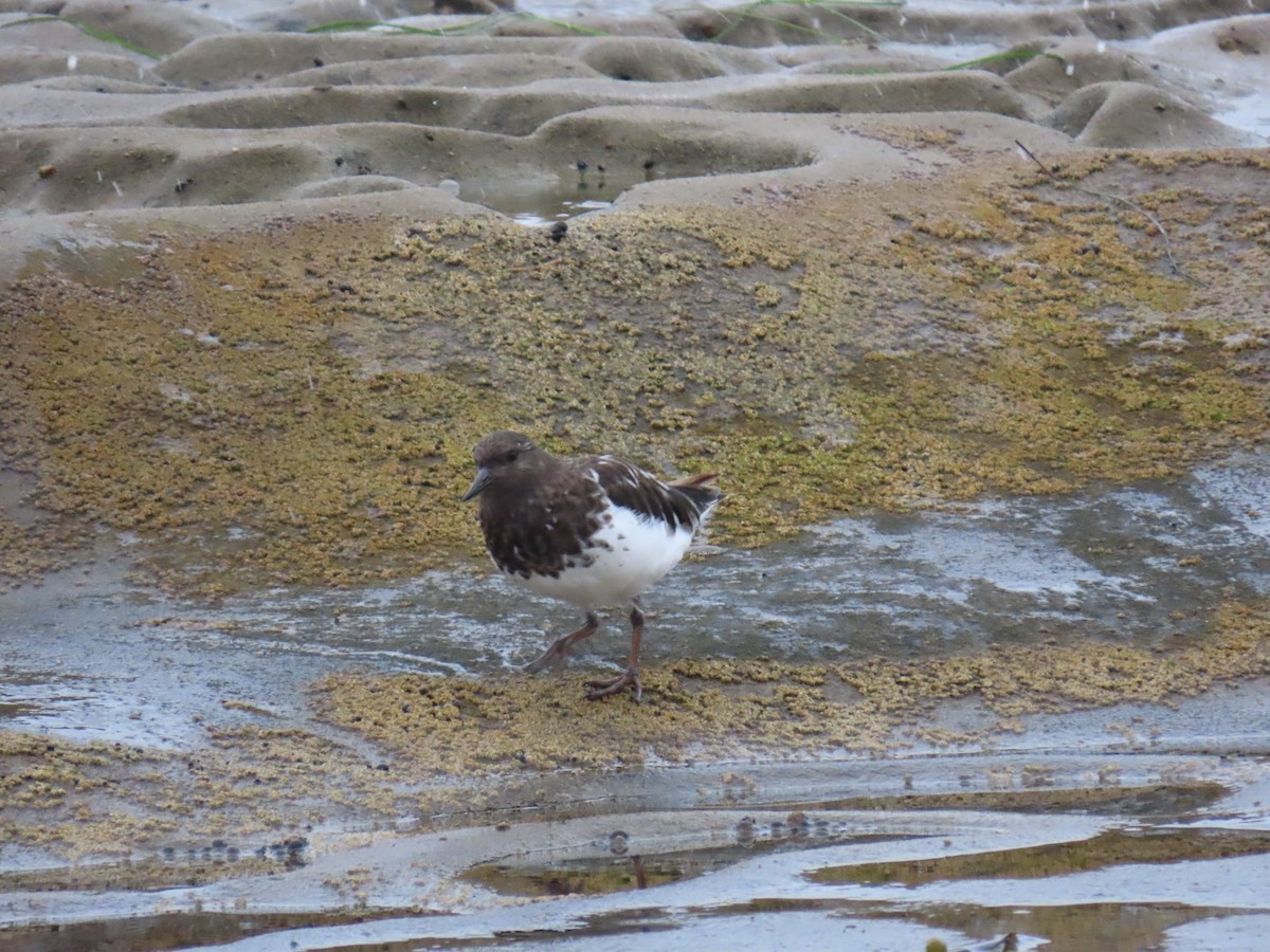 Black Turnstone - ML623291340