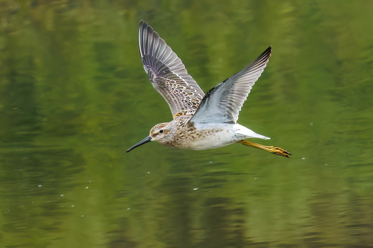 Stilt Sandpiper - Frank Lin