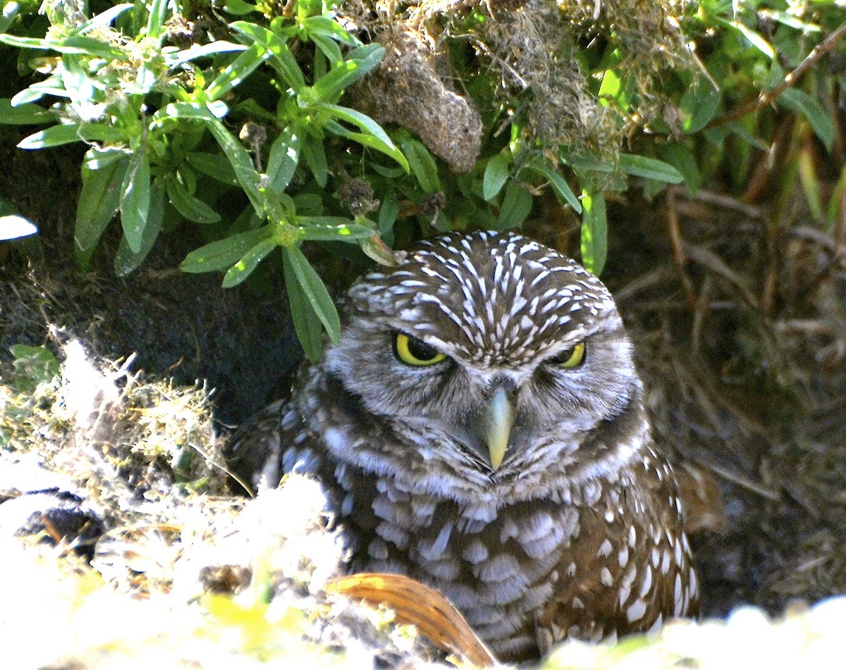 Burrowing Owl (Florida) - ML623291354