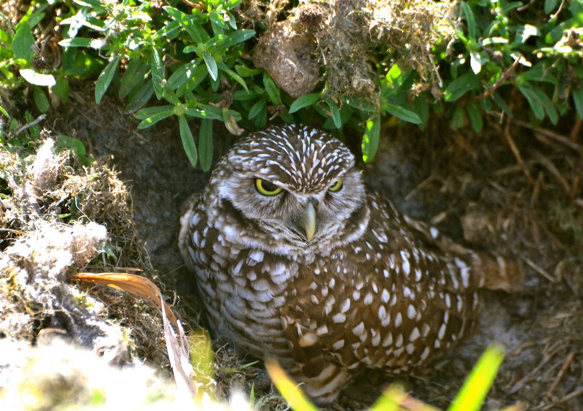 Burrowing Owl (Florida) - ML623291359