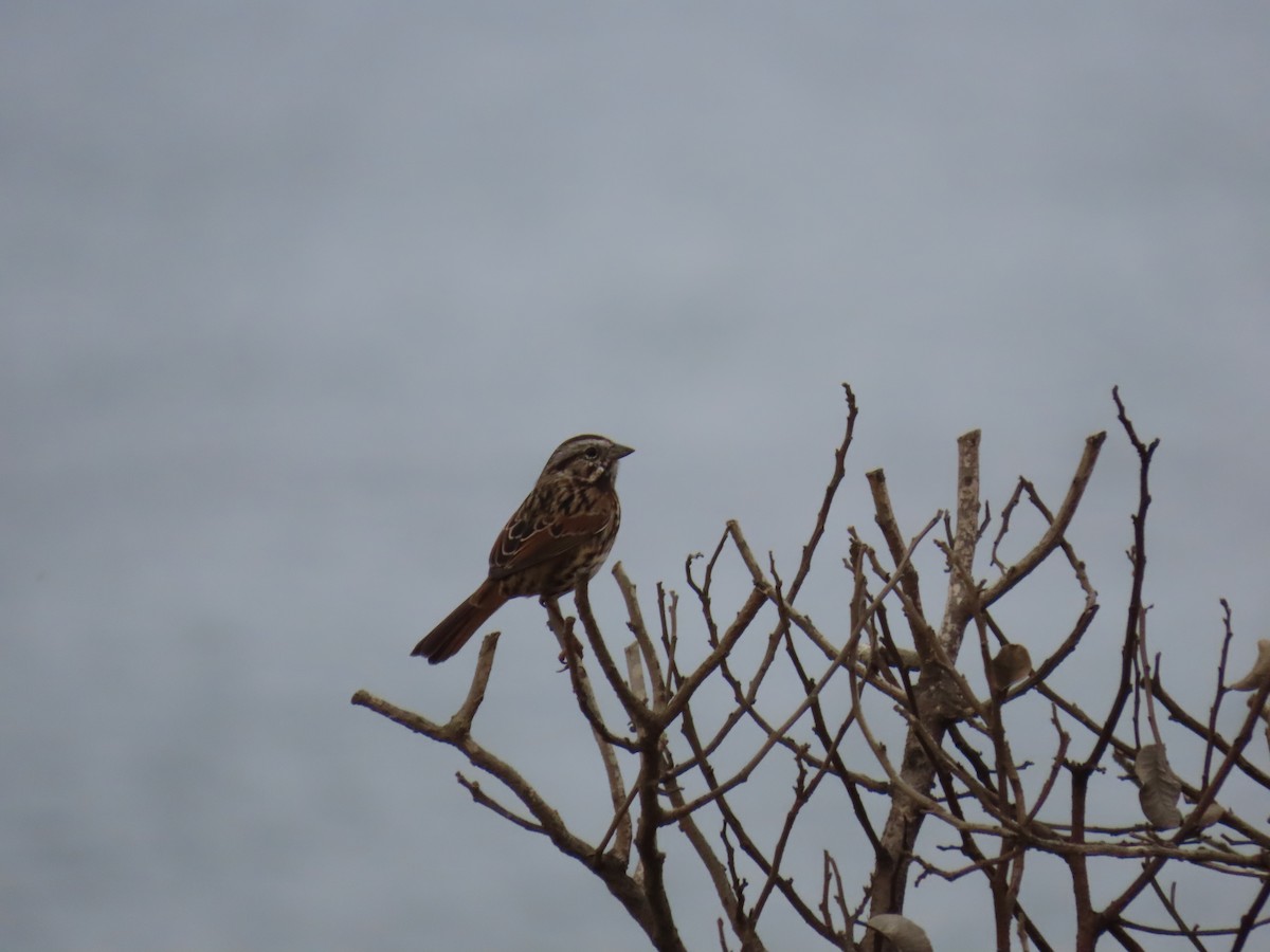 Song Sparrow - ML623291414