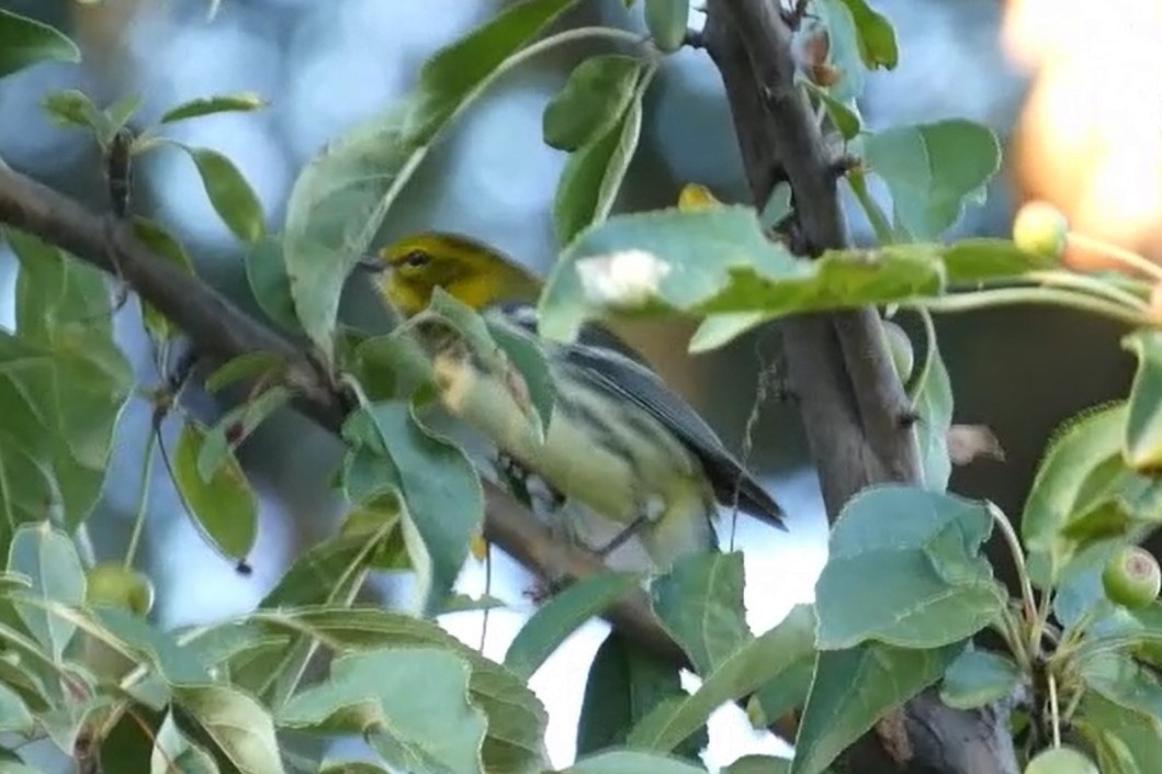 Black-throated Green Warbler - ML623291440