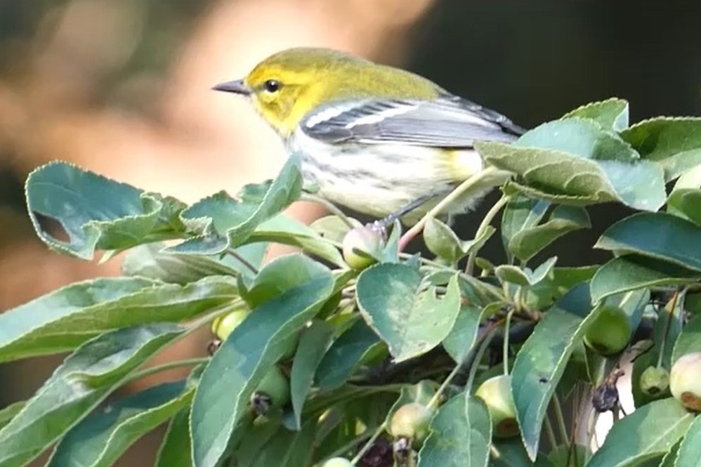 Black-throated Green Warbler - ML623291441