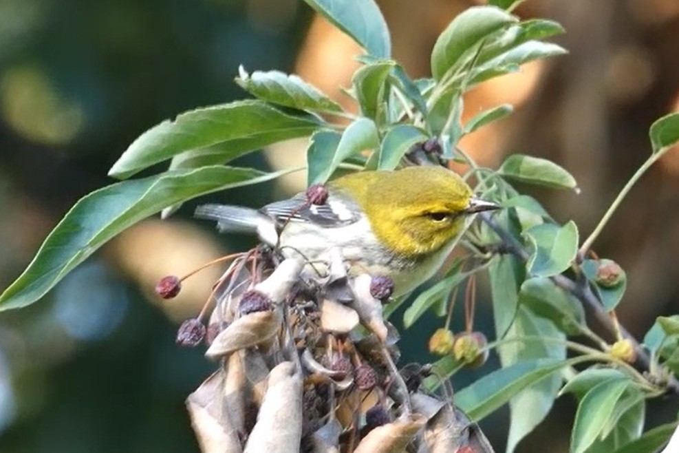 Black-throated Green Warbler - ML623291442