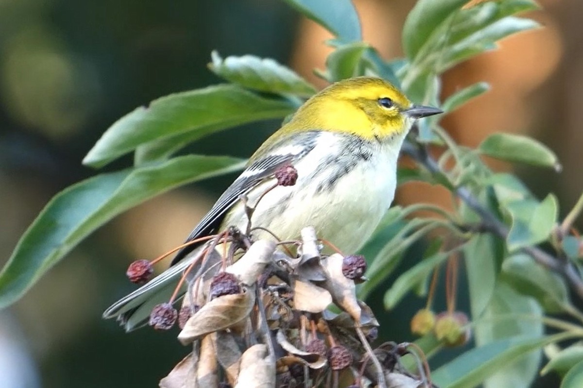 Black-throated Green Warbler - ML623291443