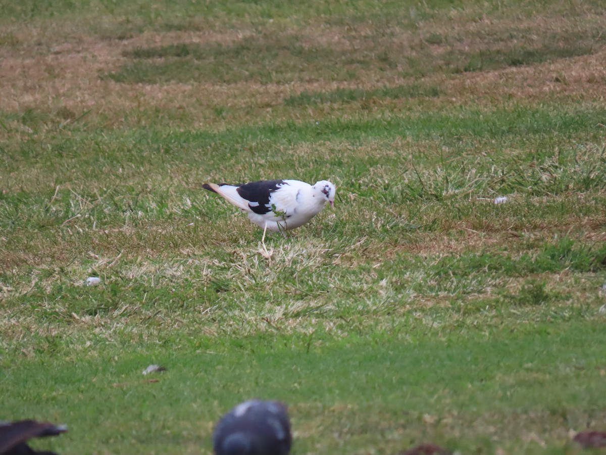 Rock Pigeon (Feral Pigeon) - ML623291484