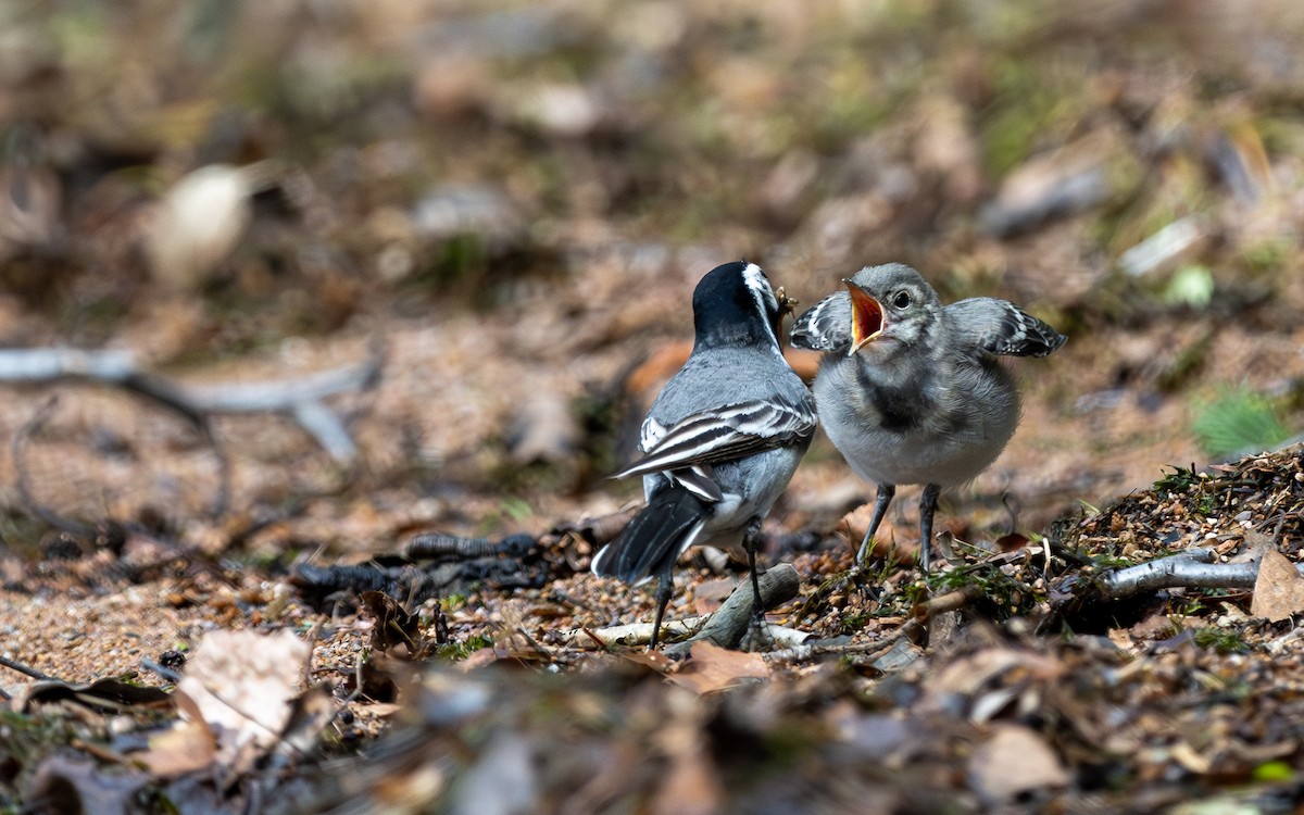 White Wagtail - Serge Horellou