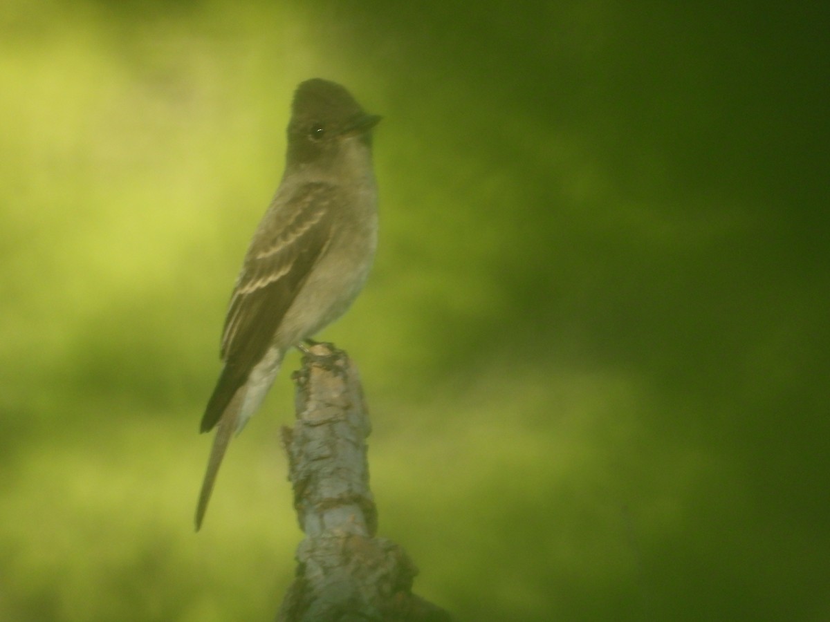 Western Wood-Pewee - ML623291544