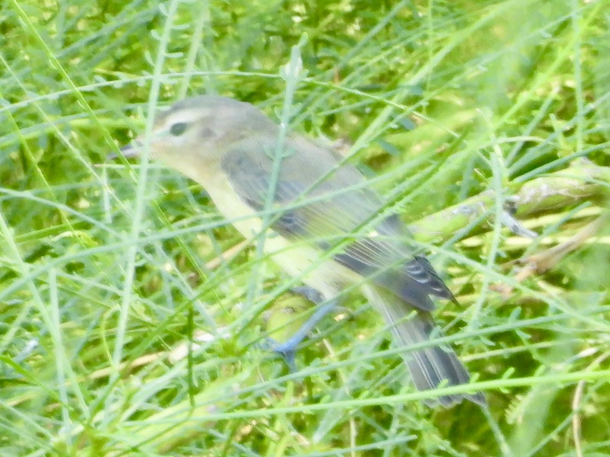 Warbling Vireo - ML623291554