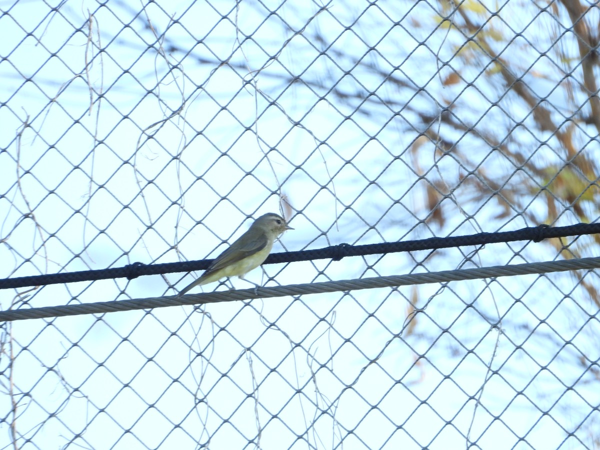 Warbling Vireo - ML623291555