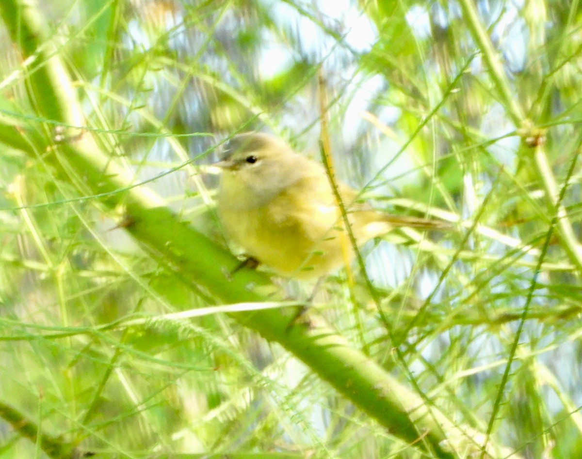 Orange-crowned Warbler - ML623291573