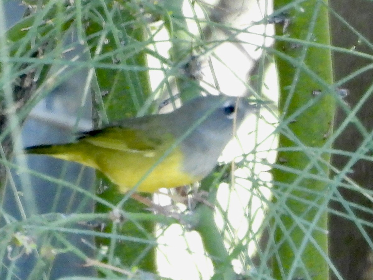 MacGillivray's Warbler - ML623291617