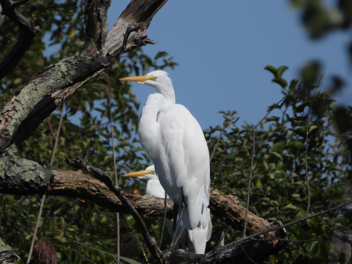 Great Egret - ML623291639