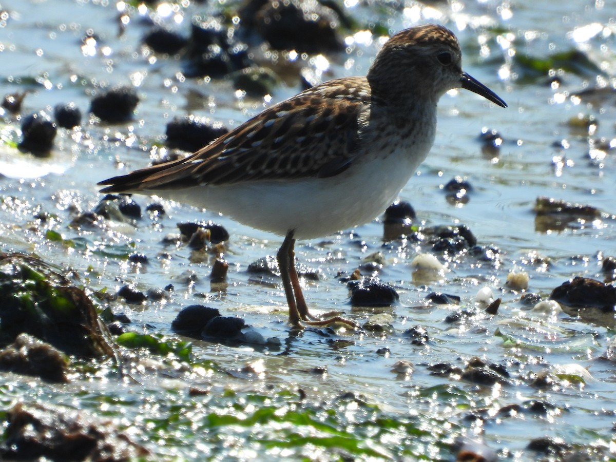 Least Sandpiper - ML623291648